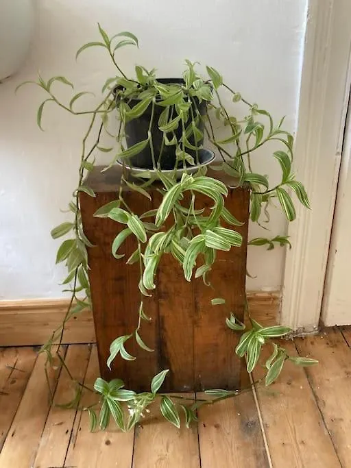 贝尔法斯特Unique Bohemian Artist Townhouse别墅 0*, 贝尔法斯特